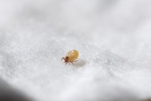 Как проявляется аллергия на пылевых клещей и что делать при возникновении?